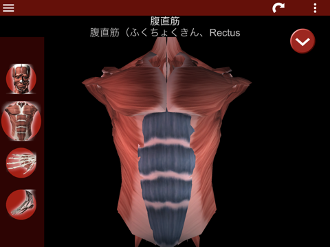 筋肉系3D（解剖学）のおすすめ画像2