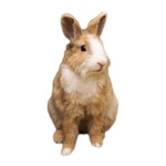 Download Rabbit photo sticker app