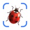 Icon AI Photo App - Bug Identifier