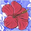 Hawaiian Words Dictionary icon