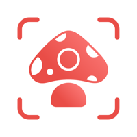 Picture Mushroom - Funghi