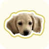 Fluff - Only Pets icon