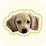 Download Fluff - Only Pets app