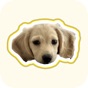 Fluff - Only Pets app download