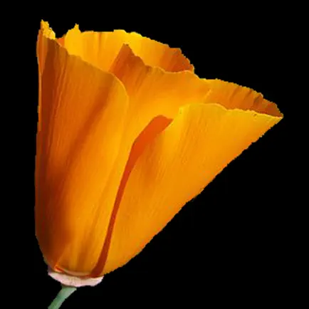 South California Wildflowers Читы