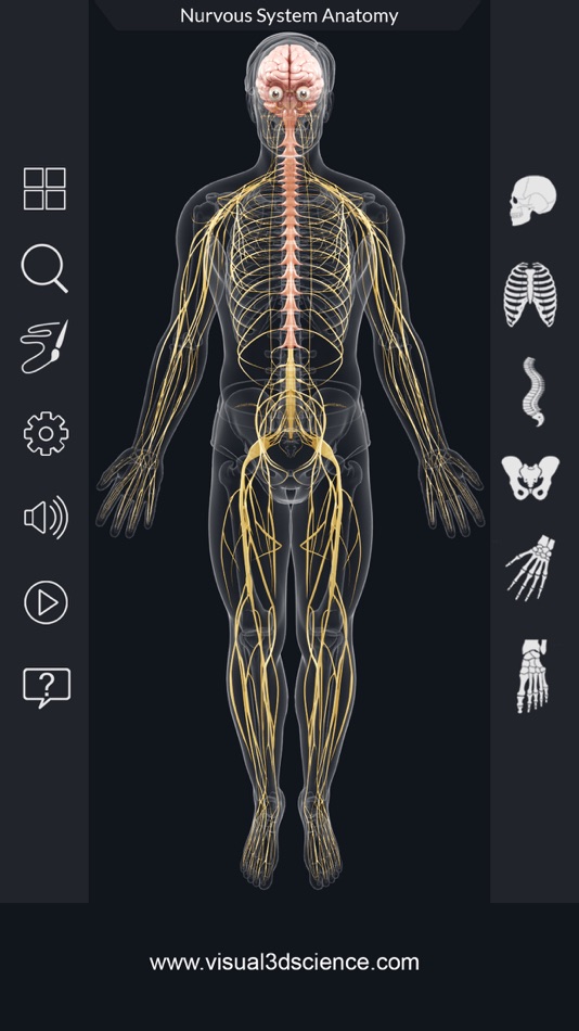 My Nervous System Anatomy - 1.2 - (iOS)