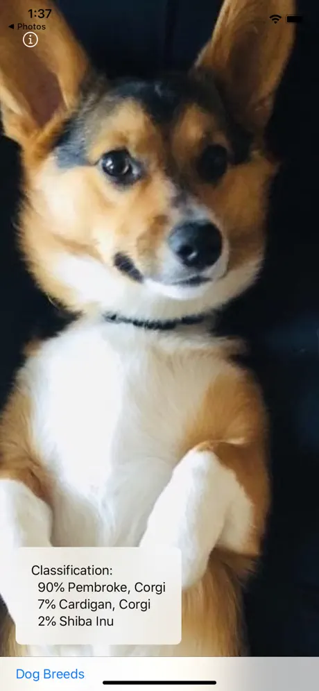 Dog Breed Camera