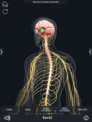 my nervous system anatomy ipad resimleri 4
