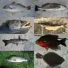 Similar Fisherman's Fish ID Apps