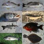 Download Fisherman's Fish ID app