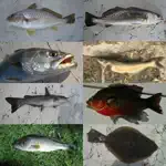 Fisherman's Fish ID App Contact