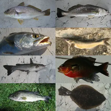 Fisherman's Fish ID Cheats
