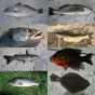 Fisherman's Fish ID app download