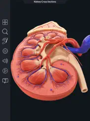 my kidney anatomy ipad resimleri 4