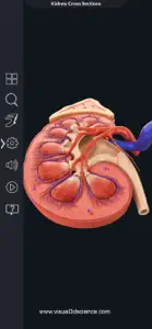 My Kidney Anatomy screenshot #3 for iPhone