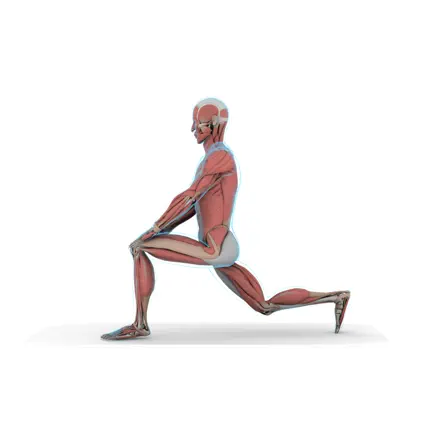 Stretch Anatomy Cheats