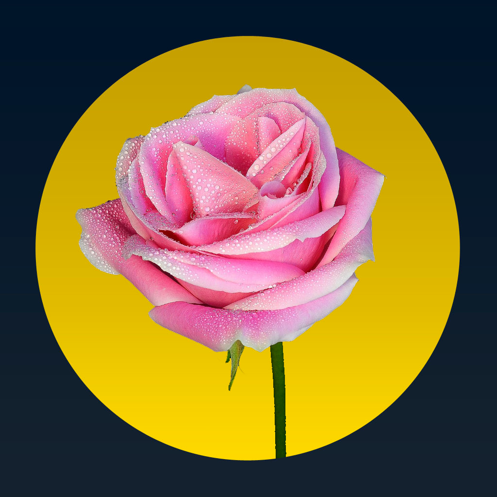 Get 365 Gün Hadis for iOS, iPhone, iPad Aso Report