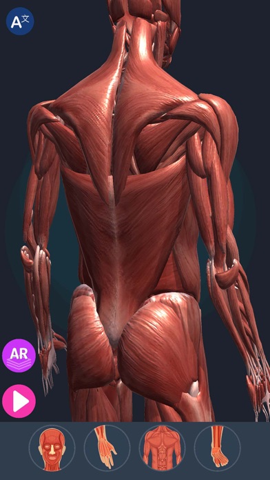 Human Anatomy 3D Screenshot