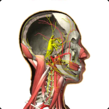 人体3D解剖 Читы