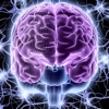 Nervensystem Quiz - iPhoneアプリ