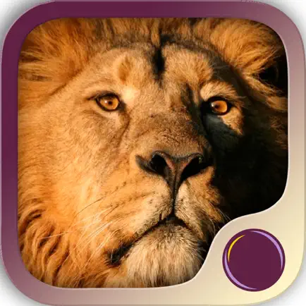 Spirit Animal Power Cheats