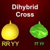 Dihybrid cross