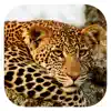 Similar Stuarts' SA Mammals Apps