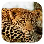 Stuarts' SA Mammals App Support