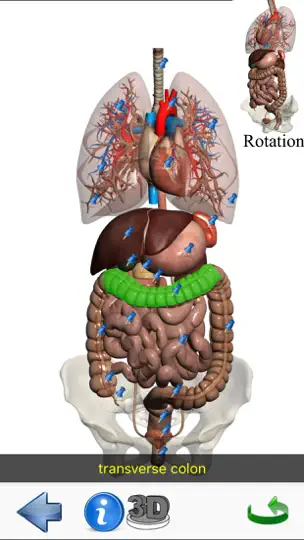 Скриншот Visual Anatomy Lite на iPhone 5