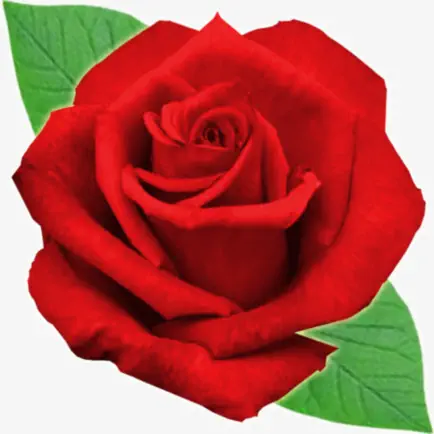 Flower Crush Match 3 Читы