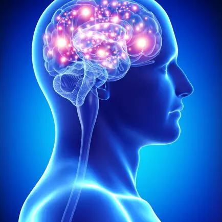 Human Nervous System Anatomy Читы