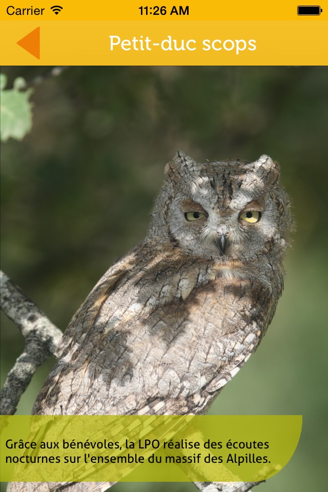 Les oiseaux des Alpilles screenshot 4