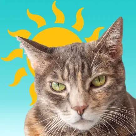 Sunkitty Читы