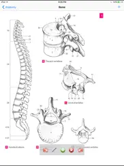 anatomy atlas айпад изображения 1