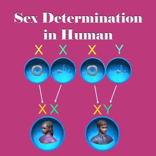 Sex Determination in Human icon