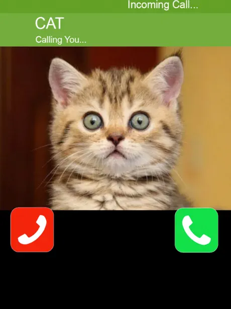 Call Cat 2