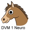 DVM 1st Year Neurology