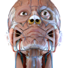 Visual Anatomy 3D - Human - GraphicVizion