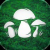 The Mushroom Hunter