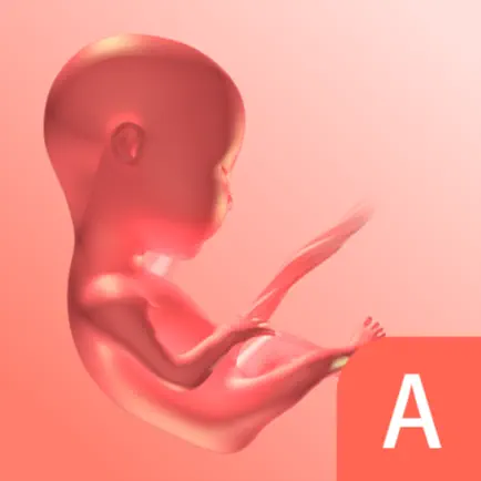 胚胎发育3D Читы