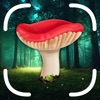 Mushroom Identifier App: Fungi