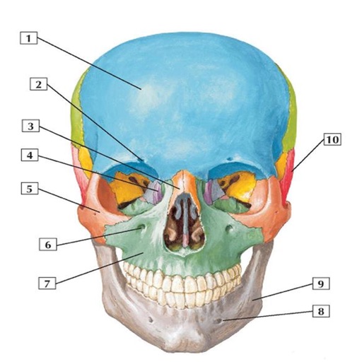 Human Anatomy Flash Cards