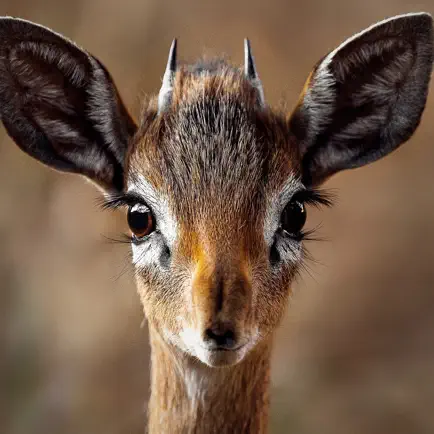 Easy Deer Hunting Calls: Sound Cheats