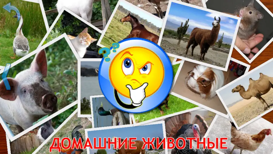 Скриншот Животные для Детей, Малышей 1+ на iPhone 5