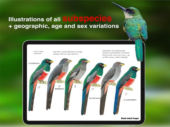 All Birds Colombia field guide iPad app afbeelding 6