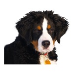 Download Dog photo sticker app