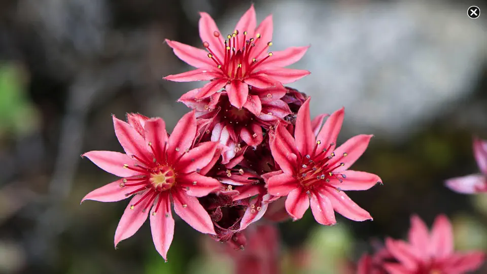 Screenshot von Wildblumen Finder Schweiz auf dem iPhone 7