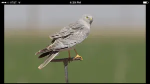 Raptor ID screenshot 3