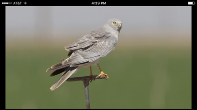 Raptor ID Screenshot