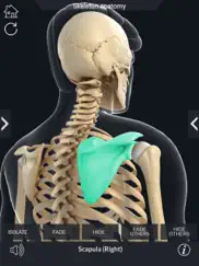 my skeleton anatomy ipad resimleri 2